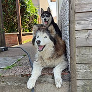 Luttie Et Luna participe au concours pour gagner de l'argent avec cette photo : animals, backyard, canine, companions, concrete, cute, dog, fur, greenery, happy, husky, leash, outdoor, pets, plant, playful, resting, smiling, sunlight, wooden_wall