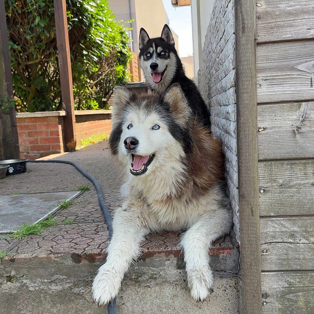 Luttie Et Luna