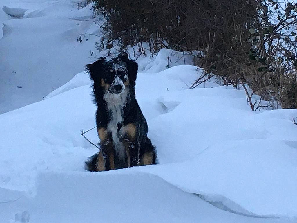 Droopy a rejoint le concours — aidez-le/la à gagner de superbes lots ! automotive_tire, carnivore, dog, dog_breed, freezing, fur, guard_dog, herding_dog, hunting_dog, ice_cap, mammal, snout, snow, sporting_group, standard_schnauzer, tree, winter, working_animal, working_dog