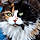 Calico