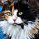 Calico