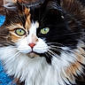 cat, calico_cat, longhaired, fluffy, fur, green_eyes, whiskers, pet, animal, portrait, close_up, face, staring, cute, colorful, black, white, orange, indoor, photography