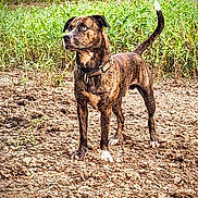 Charlie is registered to the contest to win money with this photo: dog, brindle, outdoor, greenery, rocks, alert, collar, tail, nature, canine, fur, standing, wildlife, animal, pet, grass, daylight, ears, snout, paws