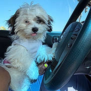 Dior is registered to the contest to win money with this photo: blue_sky, brown_fur, car, casual_clothing, cute, daylight, dog, fluffy, hand, interior, nail_polish, person, pet, playful, puppy, seat, steering_wheel, tongue_out, white_fur, window