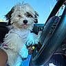 blue_sky, brown_fur, car, casual_clothing, cute, daylight, dog, fluffy, hand, interior, nail_polish, person, pet, playful, puppy, seat, steering_wheel, tongue_out, white_fur, window