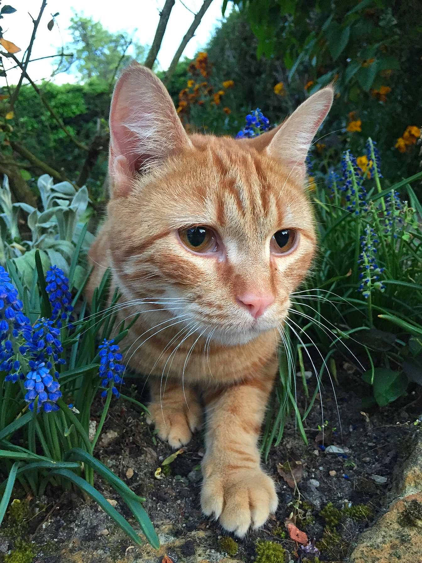 Flamby a rejoint le concours — aidez-le/la à gagner de superbes lots ! carnivore, cat, domestic_short_haired_cat, electric_blue, eye, fawn, felidae, flower, fur, grass, groundcover, organism, plant, small_to_medium_sized_cats, snout, tail, terrestrial_animal, tree, whiskers, window