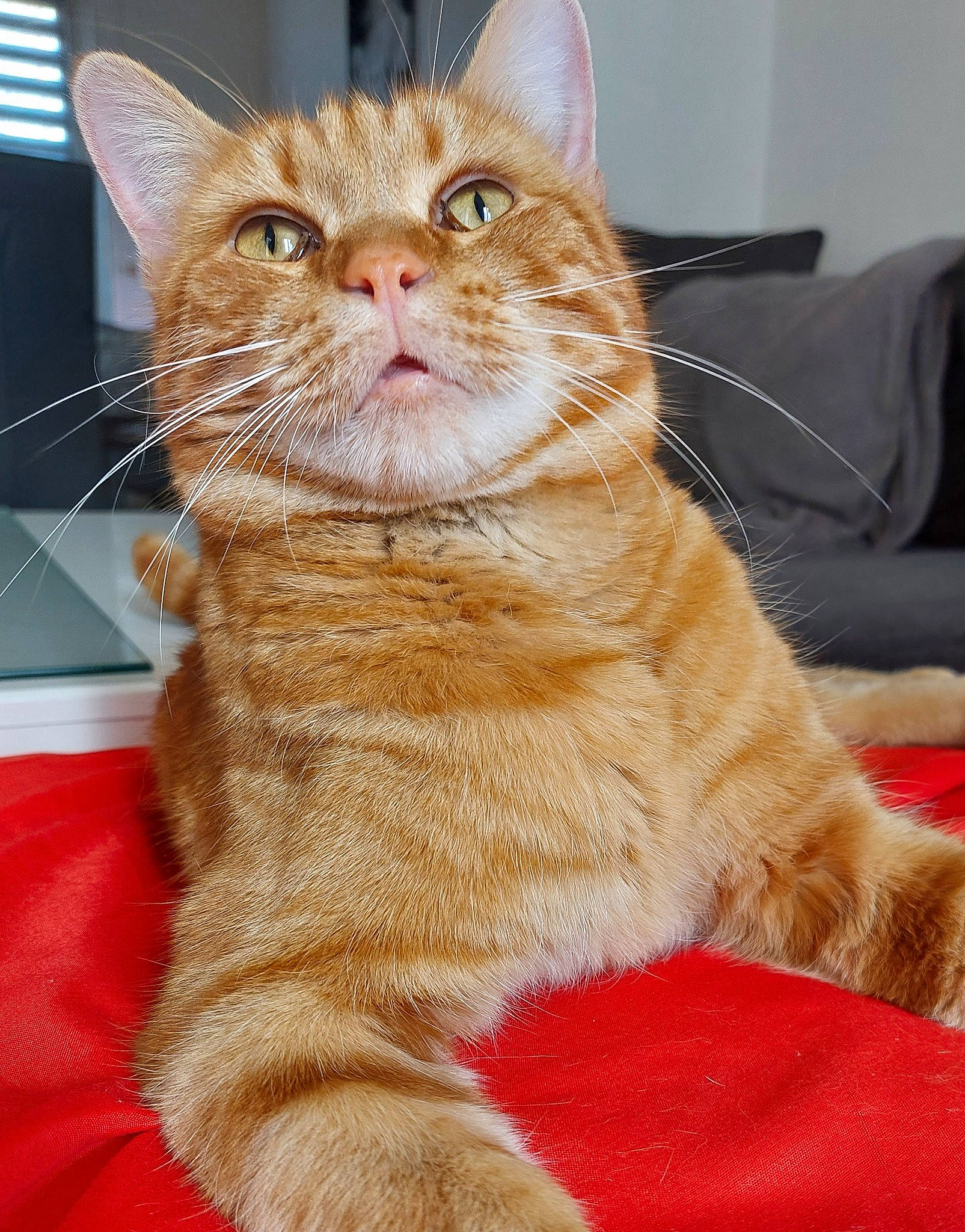 Flamby a rejoint le concours — aidez-le/la à gagner de superbes lots ! carnivore, cat, claw, comfort, couch, domestic_short_haired_cat, fawn, felidae, fur, iris, paw, pet_supply, sleeper_chair, small_to_medium_sized_cats, snout, sofa_bed, studio_couch, tail, whiskers, window