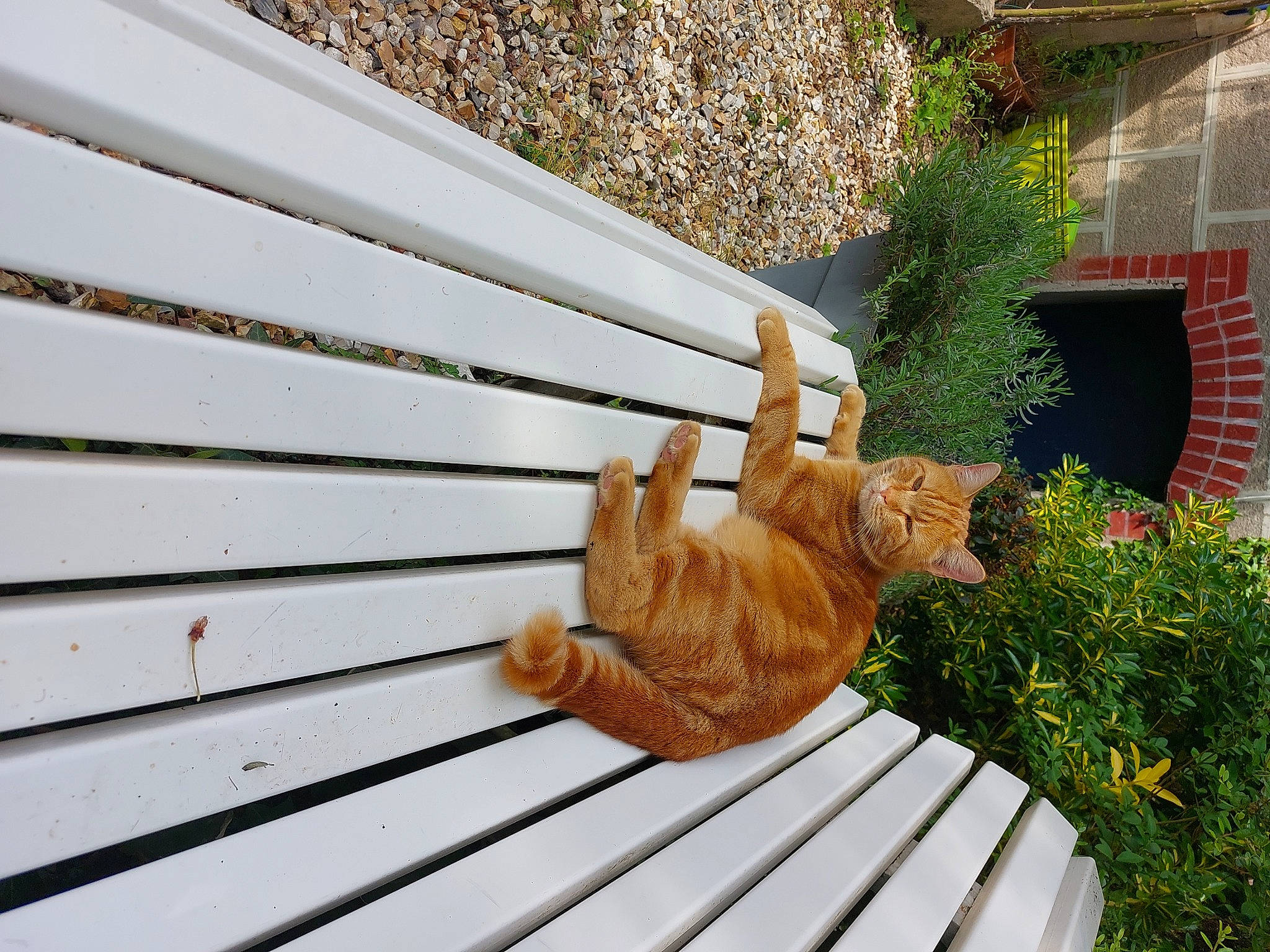 Flamby a rejoint le concours — aidez-le/la à gagner de superbes lots ! brick, carnivore, cat, chair, comfort, domestic_short_haired_cat, fawn, felidae, flower, flowerpot, grass, hardwood, line, outdoor_furniture, plant, small_to_medium_sized_cats, tail, whiskers, wood, wood_stain