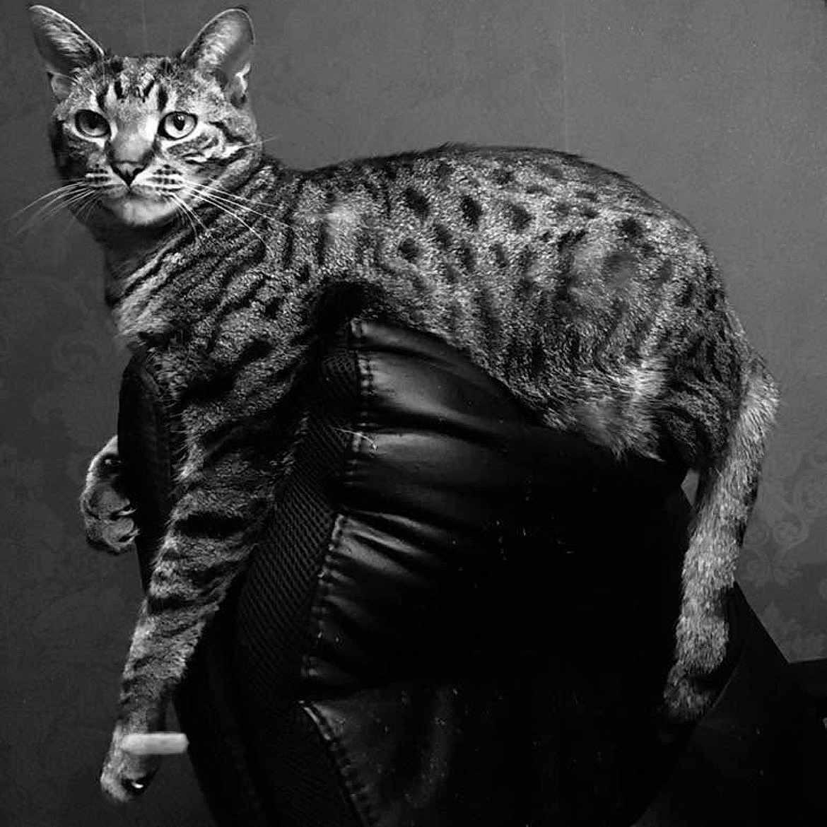 Rocky