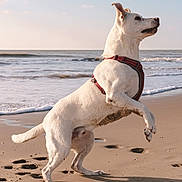 Galak a rejoint le concours — aidez-le/la à gagner de superbes lots ! dog, white_dog, beach, sand, ocean, waves, sky, clouds, harness, paw_prints, animal, pet, outdoor, playful, jumping, sunlight, nature, canine, water, coast
