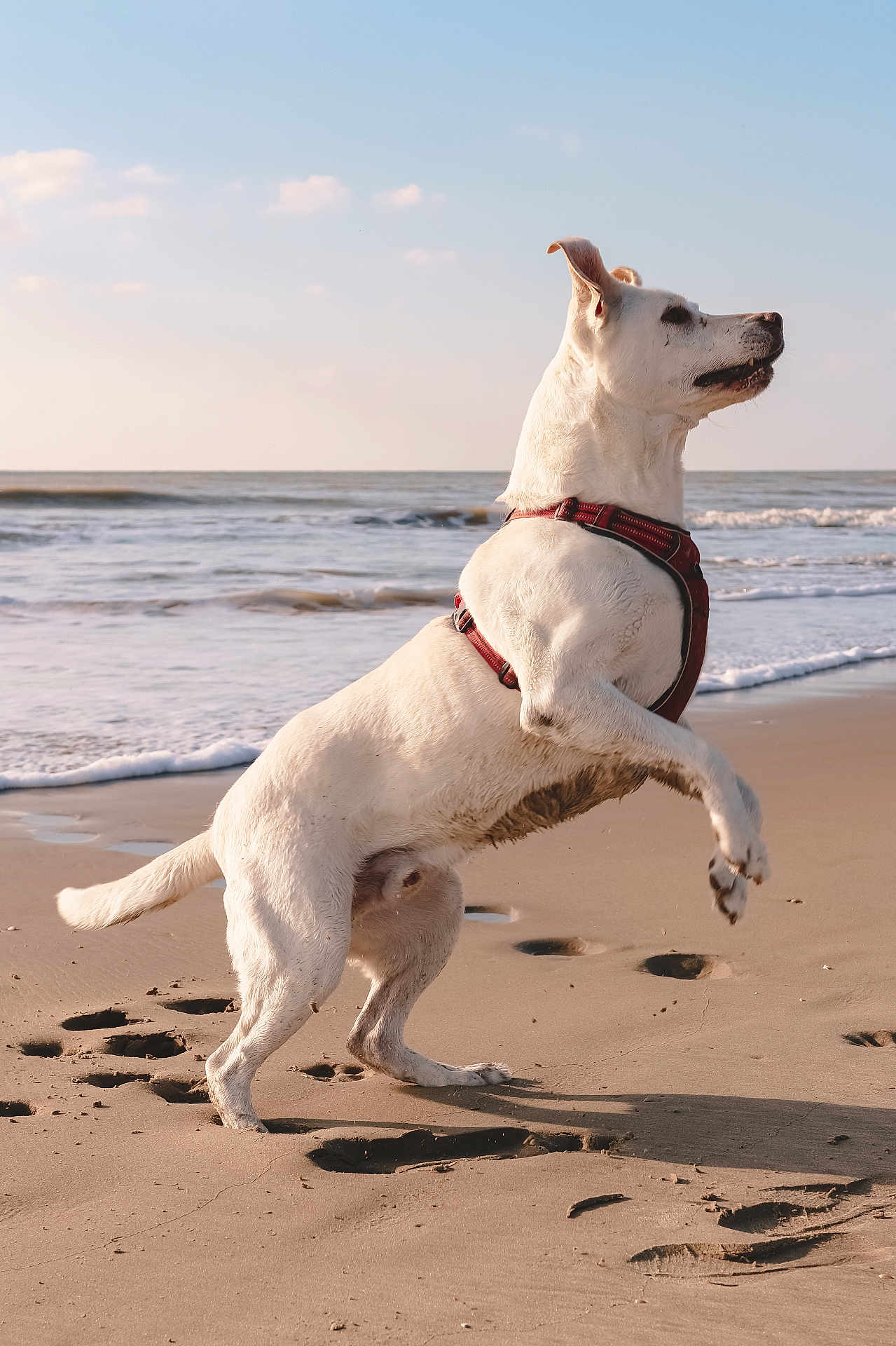 Galak a rejoint le concours — aidez-le/la à gagner de superbes lots ! dog, white_dog, beach, sand, ocean, waves, sky, clouds, harness, paw_prints, animal, pet, outdoor, playful, jumping, sunlight, nature, canine, water, coast