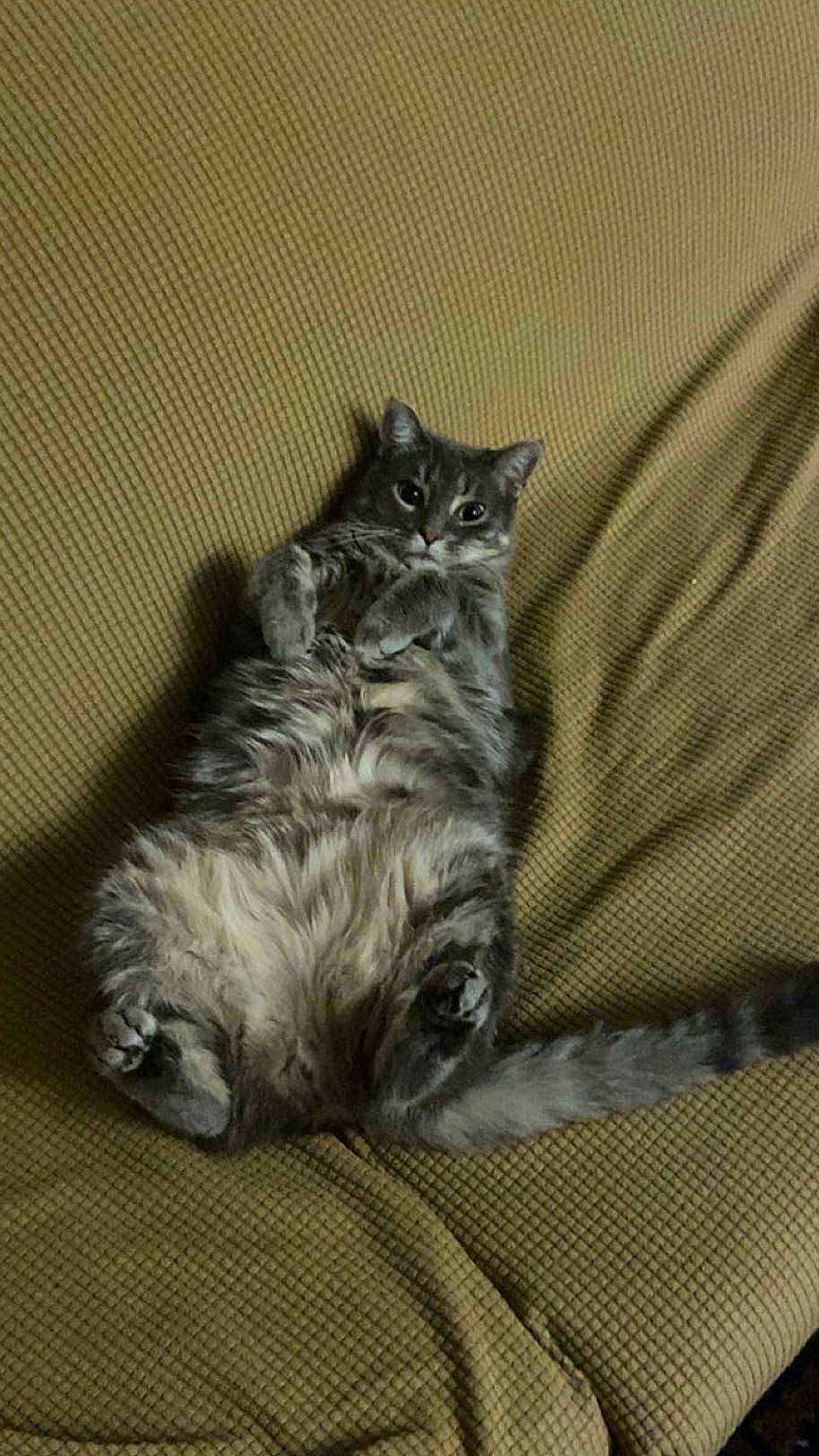 Charlie is registered to the contest to win money with this photo: angora, animal, architecture, armchair, blanket, building, cat, chair, couch, cushion, furniture, homedecor, indoors, kitten, livingroom, manx, person, pet, room, sleeping