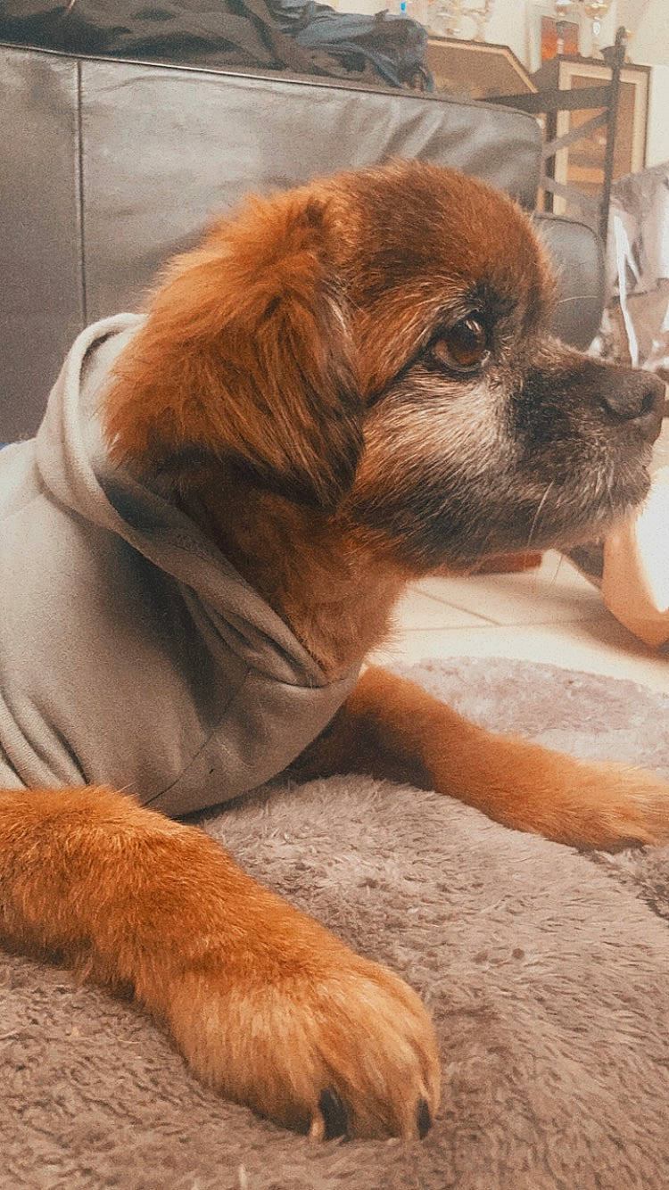 Mayki participe au concours pour gagner de l'argent avec cette photo : canidae, carnivore, companion_dog, dog, dog_breed, fawn, fur, liver, mammal, paw, snout, sporting_group, terrestrial_animal, toy_dog, vertebrate, whiskers, working_animal, wrinkle