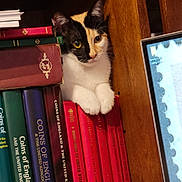 Allie is registered to the contest to win money with this photo: animal, books, bookshelf, calico_cat, cat, closeup, colorful, computer_screen, cozy, curious, domestic, feline, indoor, paws, pet, quiet, reading_material, resting, technology, wooden_shelf