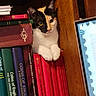 animal, books, bookshelf, calico_cat, cat, closeup, colorful, computer_screen, cozy, curious, domestic, feline, indoor, paws, pet, quiet, reading_material, resting, technology, wooden_shelf