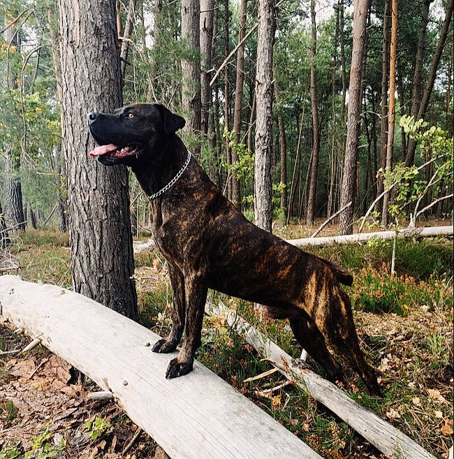 Achille a rejoint le concours — aidez-le/la à gagner de superbes lots ! alano_espanol, alaunt, canidae, carnivore, dog, dog_breed, guard_dog, hunting_dog, mammal, mountain_cur, plant, plott_hound, rare_breed_dog, sporting_group, tree, treeing_tennessee_brindle, vertebrate, working_dog