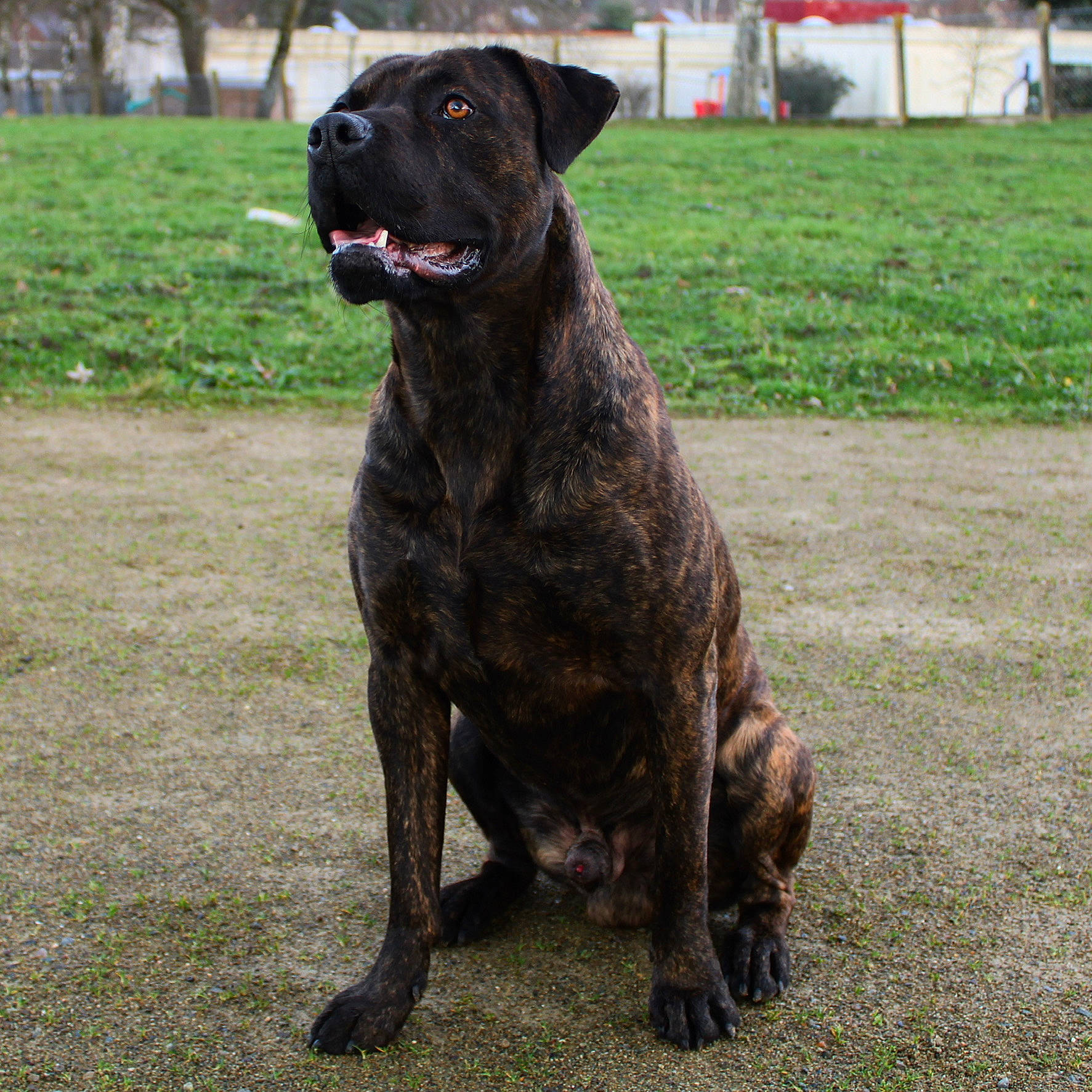 Achille a rejoint le concours — aidez-le/la à gagner de superbes lots ! alaunt, bandog, boerboel, bullmastiff, cane_corso, canidae, carnivore, cimarron_uruguayo, dog, dog_breed, fila_brasileiro, guard_dog, mammal, perro_de_presa_canario, perro_de_presa_mallorquin, plott_hound, rare_breed_dog, sporting_group, treeing_tennessee_brindle, vertebrate