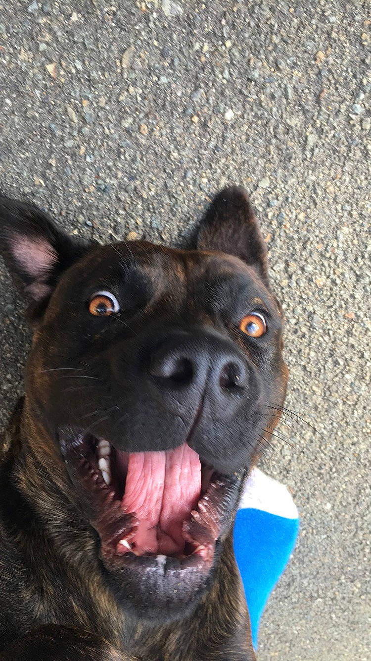 Achille a rejoint le concours — aidez-le/la à gagner de superbes lots ! alano_espanol, alaunt, american_pit_bull_terrier, american_staffordshire_terrier, bandog, cane_corso, canidae, carnivore, dog, dog_breed, fawn, formosan_mountain_dog, guard_dog, mammal, nose, rare_breed_dog, snout, sporting_group, vertebrate, whiskers