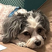 Chloe joined the competition — help win amazing prizes! dog, pet, resting, collar, fluffy, cute, indoor, brown_surface, teal_background, fur, animal, canine, laying_down, closeup, face, ears, eyes, calm, domestic, companion