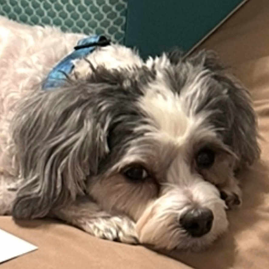 Chloe