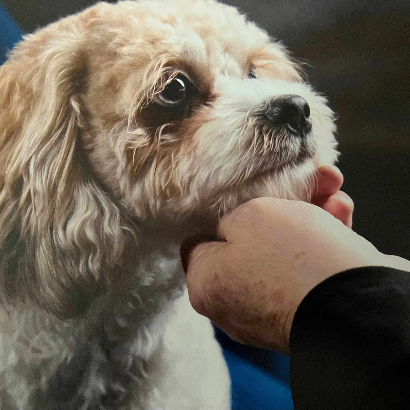 Rusty joined the competition — help win amazing prizes! adorable, animal, brown_eyes, chin_scratching, close_up, companion, curly_fur, cute, dog, domestic_animal, expression, fluffy, friendly, fur, hand, indoor, mammal, pet, portrait, soft_light