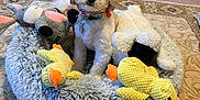 Rusty joined the competition — help win amazing prizes! dog, stuffed_toys, pet_bed, carpet, indoor, plush, animal_toys, cute, fluffy, pet_accessory, colorful, tie_dye, bandana, cozy, playful, small_dog, toy_duck, toy_sheep, toy_mouse, floor
