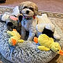 dog, stuffed_toys, pet_bed, carpet, indoor, plush, animal_toys, cute, fluffy, pet_accessory, colorful, tie_dye, bandana, cozy, playful, small_dog, toy_duck, toy_sheep, toy_mouse, floor
