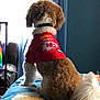 dog, pet, bed, quilt, indoor, window, curtains, red_clothing, fluffy, tail, fur, collar, sports_jersey, cheifs, sitting, back_view, colorful, home, cozy, furniture