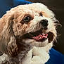 dog, pet, cute, smiling, tongue, fur, curly_fur, closeup, animal, happy, indoor, collar, canine, mammal, face, portrait, looking_up, domestic_animal, friendly, companion