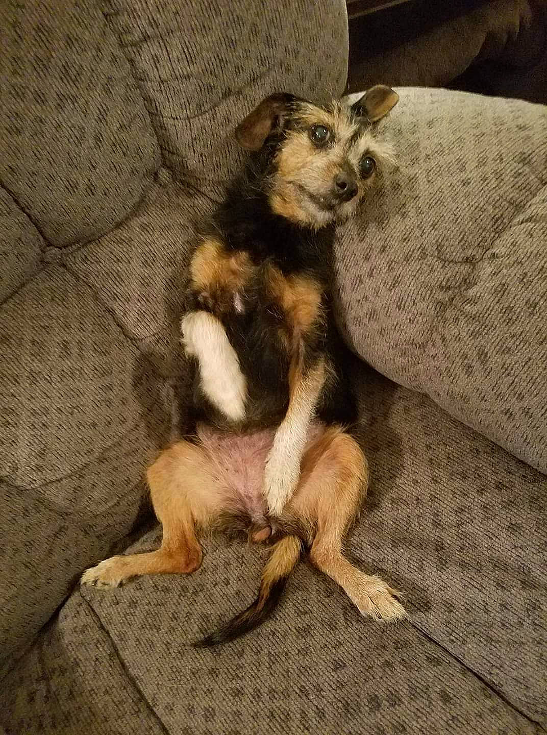 Peeko joined the competition — help win amazing prizes! canidae, carnivore, claw, comfort, companion_dog, dog, dog_breed, fawn, foot, fur, paw, snout, sporting_group, tail, terrestrial_animal, toy_dog, whiskers, wildlife, wood, working_animal