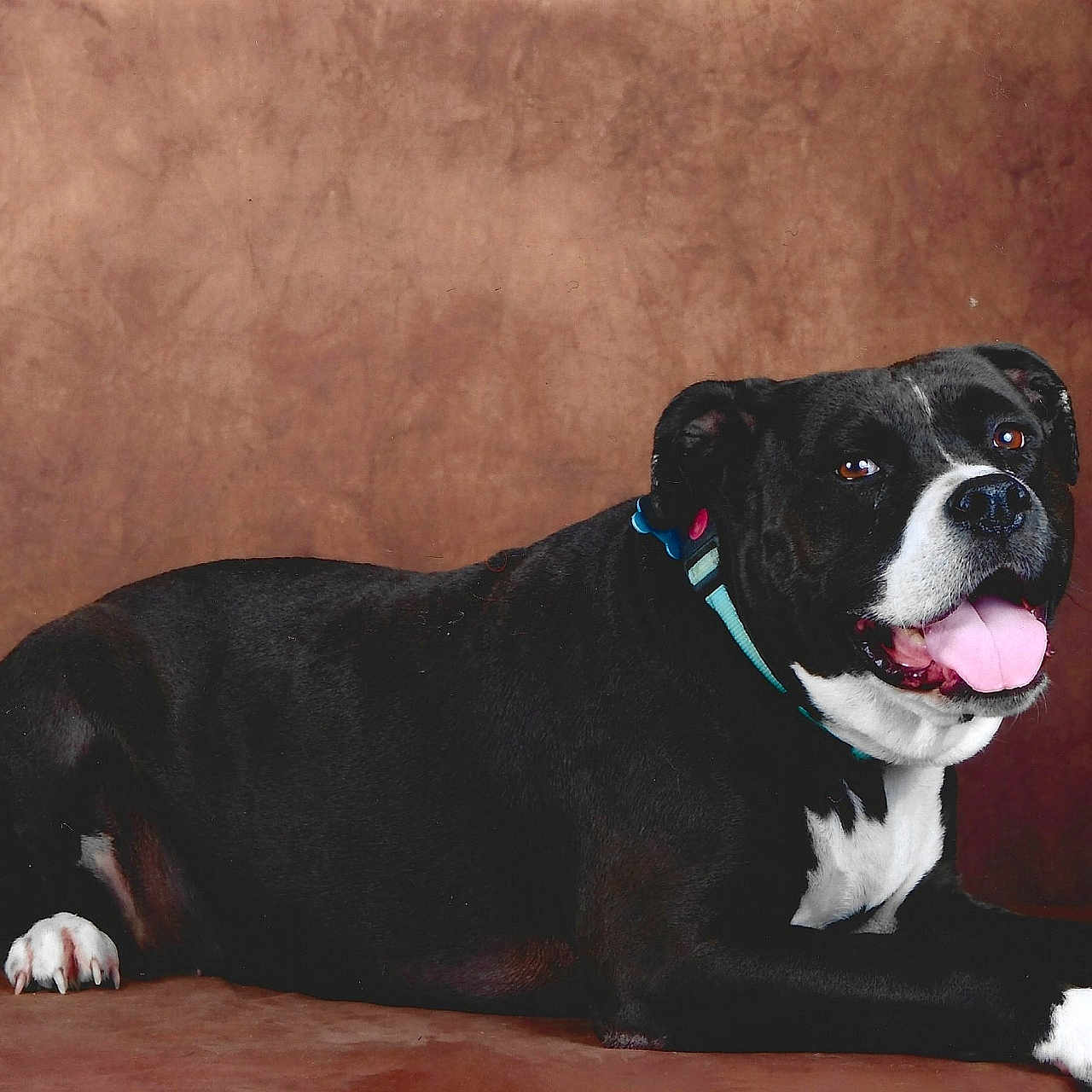 Nicky a rejoint le concours — aidez-le/la à gagner de superbes lots ! animal, bostonbull, boxer, bulldog, canine, dog, frenchbulldog, pet, pitbull, pug, puppy, snout, whitedog