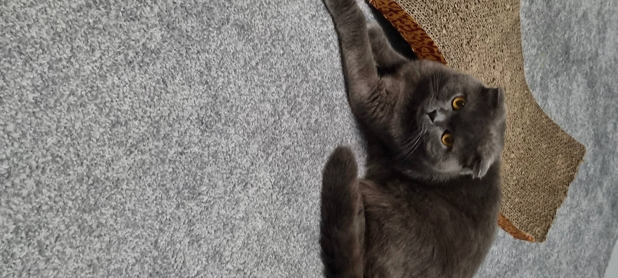 Milo joined the competition — help win amazing prizes! asphalt, black_cat, carnivore, cat, cat_toy, claw, domestic_short_haired_cat, felidae, fur, gesture, grey, paw, russian_blue, small_to_medium_sized_cats, snout, tail, terrestrial_animal, whiskers, window