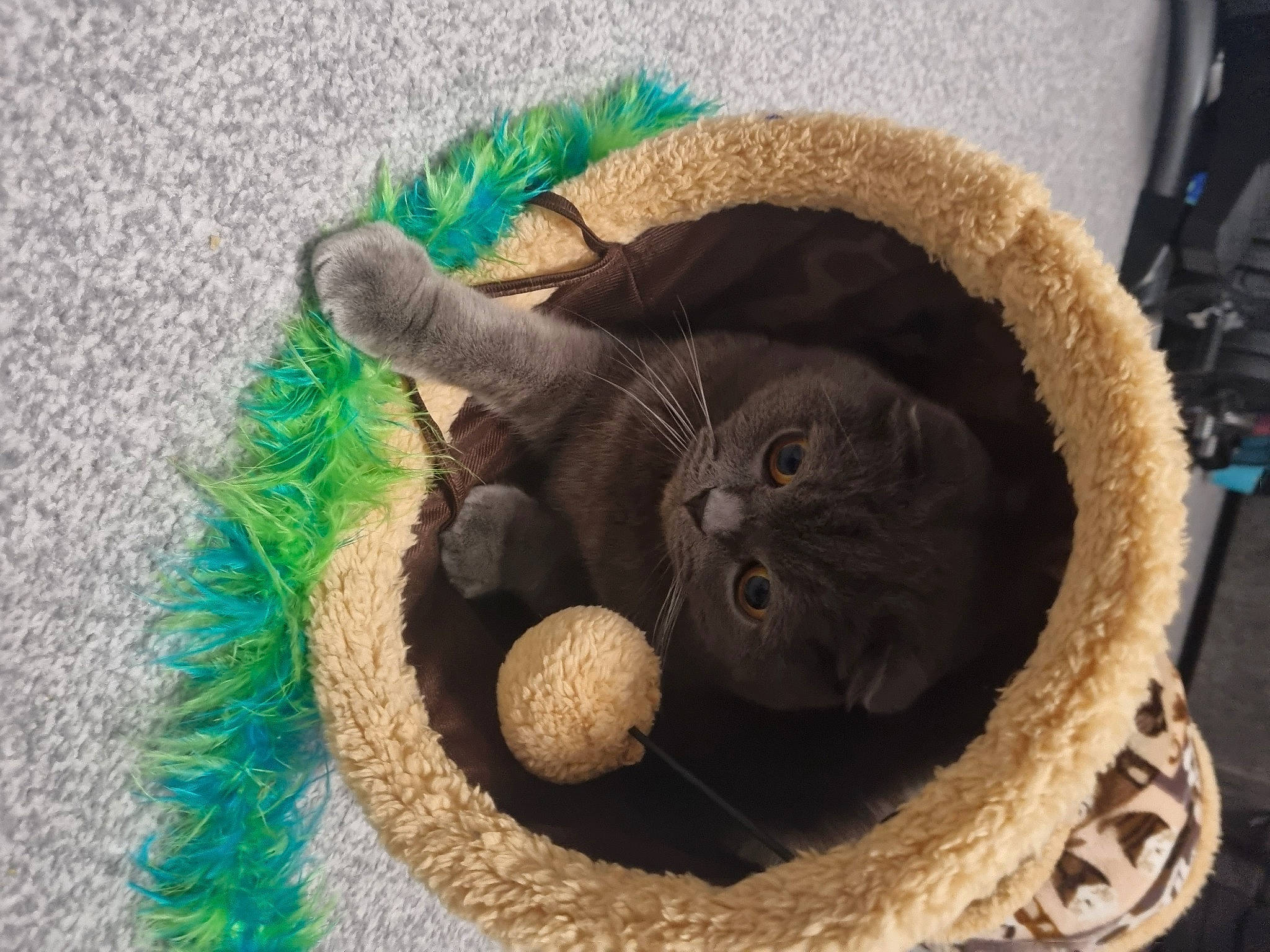 Milo joined the competition — help win amazing prizes! bag, basket, carnivore, cat, cat_bed, cat_supply, comfort, domestic_short_haired_cat, fawn, felidae, fur, hat, plant, small_to_medium_sized_cats, snout, thread, whiskers, wood, wool, woolen