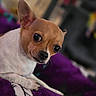 dog, chihuahua, pet, animal, cute, small_dog, puppy, fur, ears, eyes, nose, whiskers, lying_down, blanket, purple, indoor, portrait, close_up, focus, background_blur
