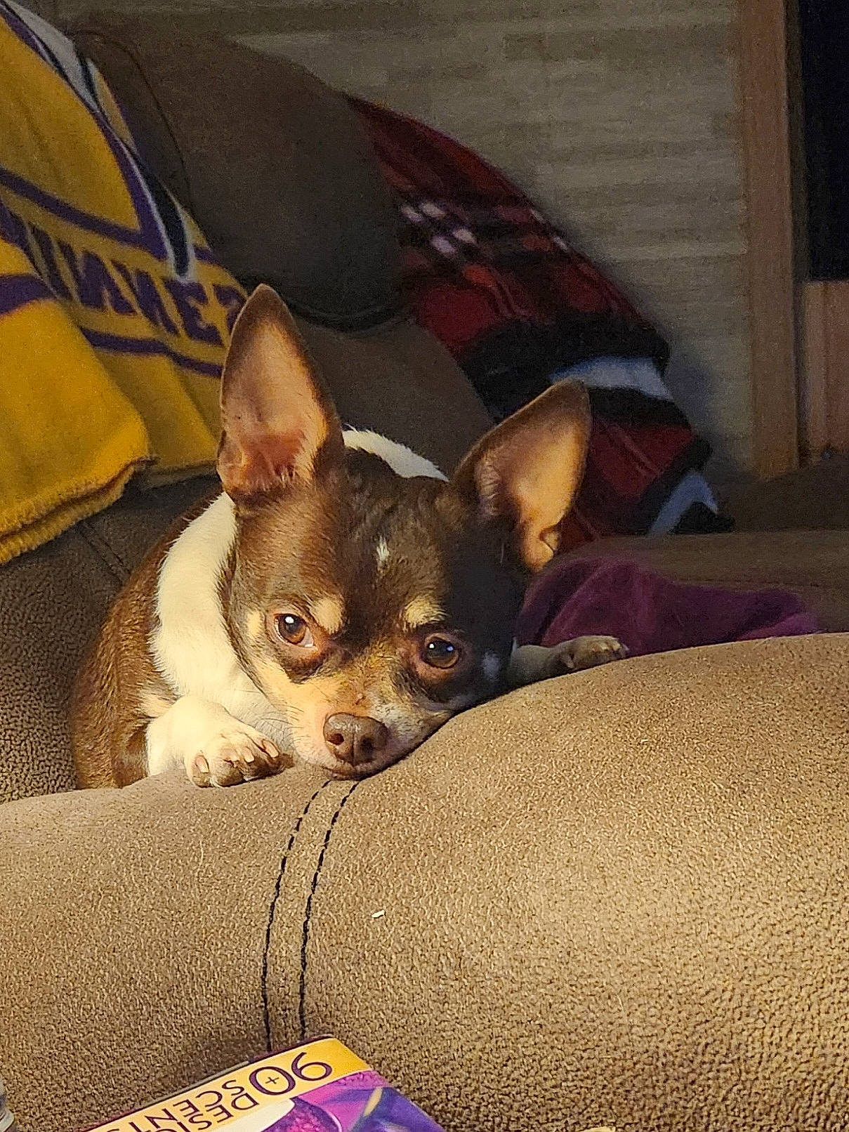 Chico