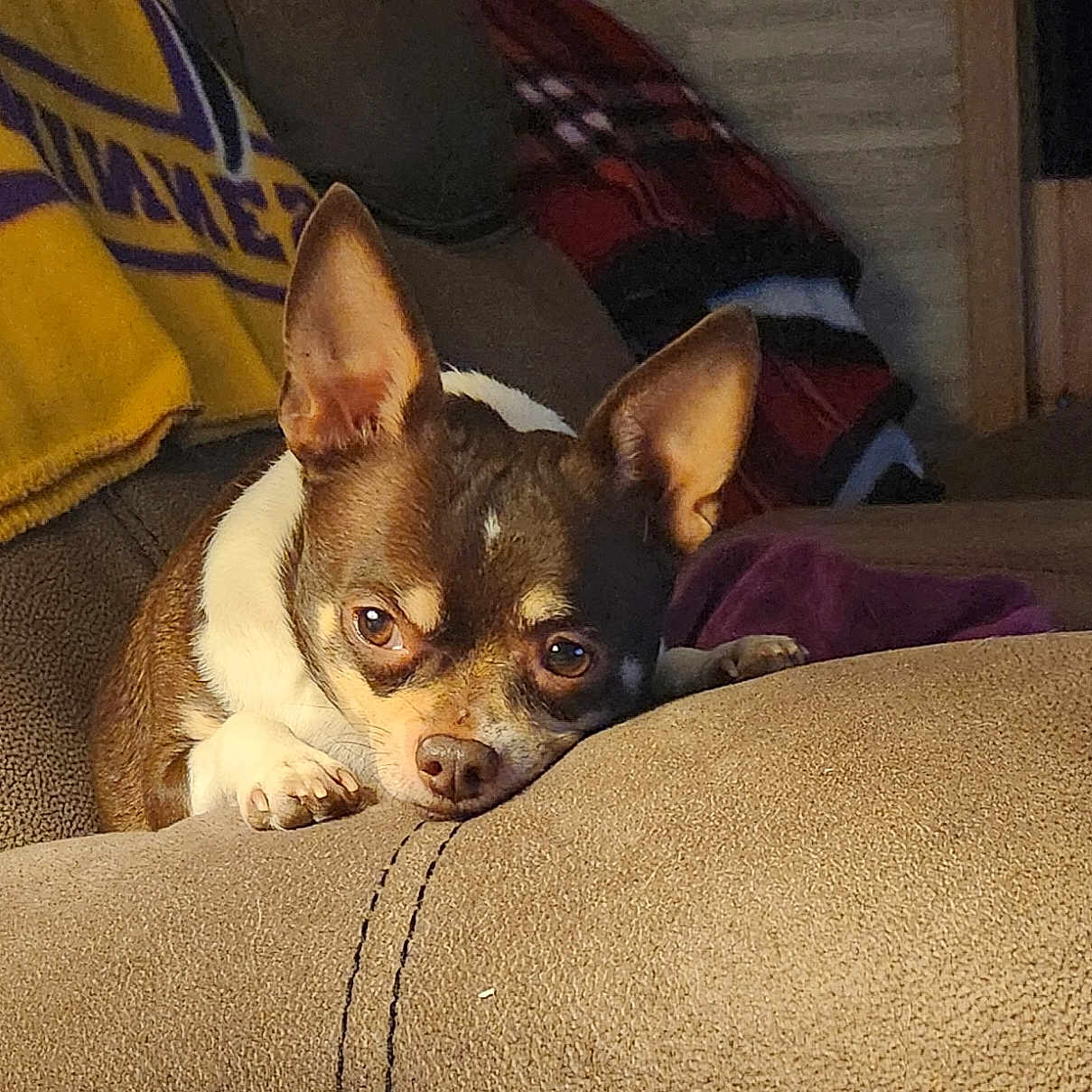 Chico