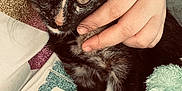 Plume a rejoint le concours — aidez-le/la à gagner de superbes lots ! kitten, cat, hand, person, blanket, glitter, clothing, feline, pet, closeup, cozy, cute, indoor, resting, animal, soft, fur, comfort, young, domestic