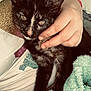 kitten, cat, hand, person, blanket, glitter, clothing, feline, pet, closeup, cozy, cute, indoor, resting, animal, soft, fur, comfort, young, domestic