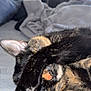 Plume participe au concours pour gagner de l'argent avec cette photo : cat, tortoiseshell_cat, paw, sleeping, cozy, indoor, feline, pet, resting, fur, closeup, animal, cute, relaxing, blanket, couch, home, soft, whiskers, napping