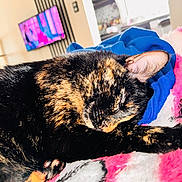 Plume participe au concours pour gagner de l'argent avec cette photo : cat, tortoiseshell, sleeping, blanket, blue_cloth, indoor, living_room, television, furniture, cozy, closeup, pet, animal, resting, fur, soft, comfort, domestic, relaxation, cute