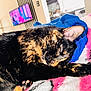 cat, tortoiseshell, sleeping, blanket, blue_cloth, indoor, living_room, television, furniture, cozy, closeup, pet, animal, resting, fur, soft, comfort, domestic, relaxation, cute
