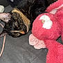 Plume participe au concours pour gagner de l'argent avec cette photo : cat, tortoiseshell, sleeping, plush_toy, pink, gray_surface, cozy, relaxed, pet, fur, animal, indoor, closeup, soft_texture, cute, resting, whiskers, ears, toy, companion