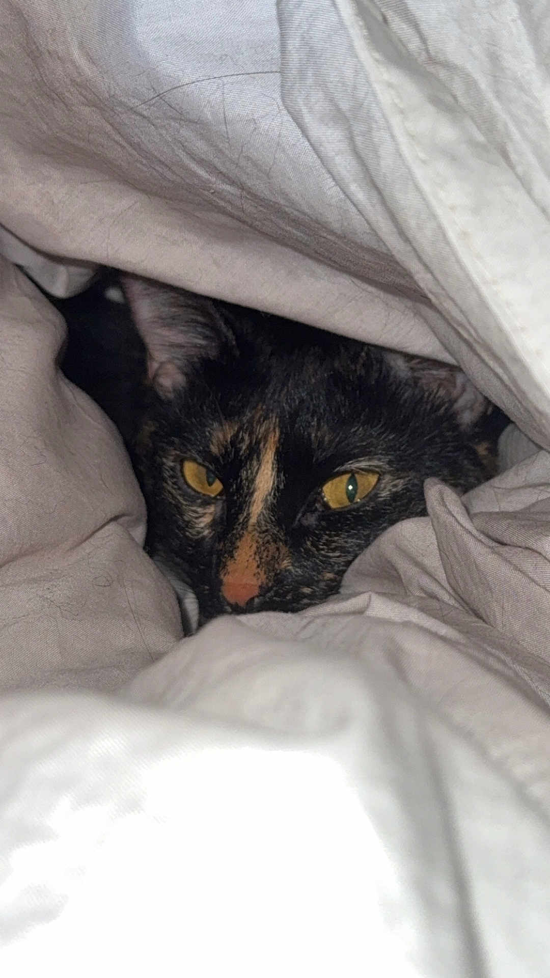 Plume participe au concours pour gagner de l'argent avec cette photo : cat, tortoiseshell, pet, animal, yellow_eyes, fur, cozy, blanket, sheet, indoor, resting, cute, hidden, face, closeup, domestic_cat, comfort, soft, sleepy, bed