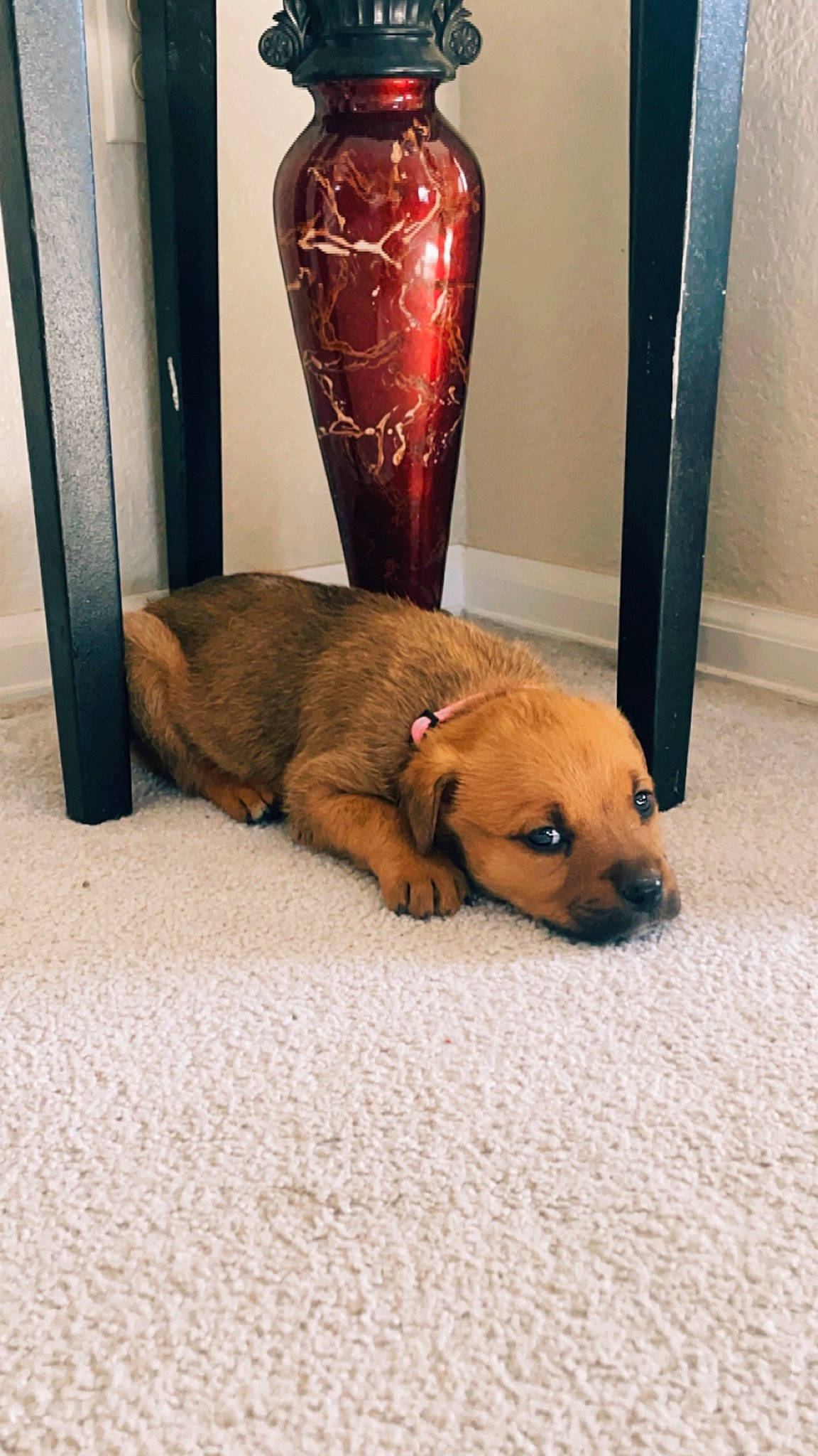 Baby is registered to the contest to win money with this photo: carnivore, chair, clock, comfort, companion_dog, dog, dog_breed, fawn, floor, flooring, fur, paw, refrigerator, room, snout, sporting_group, table, whiskers, wood, working_animal