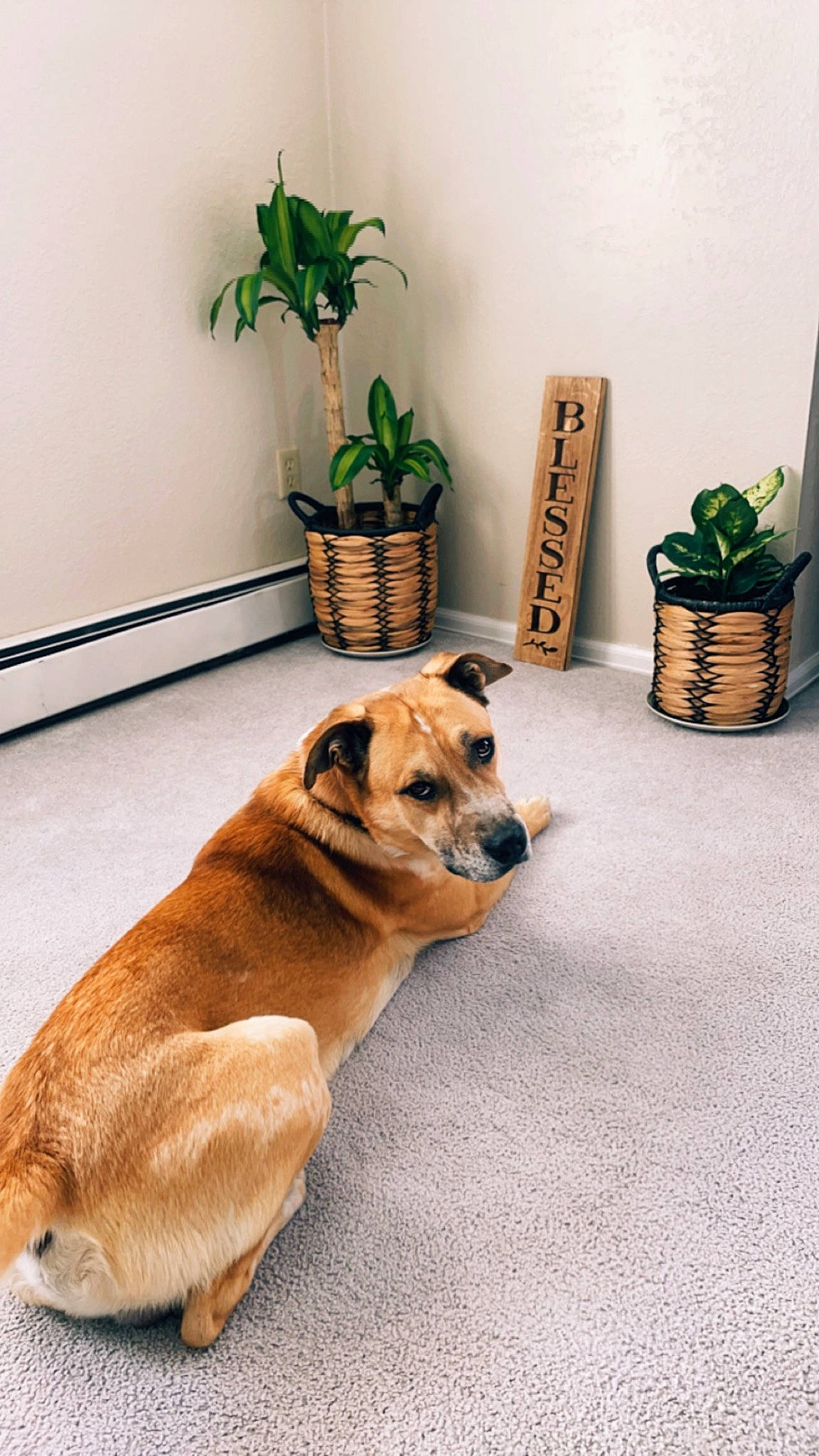 Booboo joined the competition — help win amazing prizes! canidae, carnivore, comfort, companion_dog, dog, dog_breed, fawn, floor, flooring, flowerpot, hardwood, houseplant, plant, room, snout, sporting_group, tail, whiskers, wood, working_animal