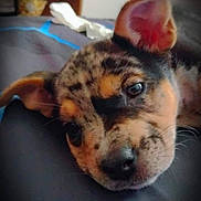 Sage Cottle is registered to the contest to win money with this photo: animal, bed, blurred_background, close_up, companion, cozy, cute, dog, ears, face, furry, indoors, lying_down, pet, puppy, resting, sleepy, soft_light, speckled_coat, young