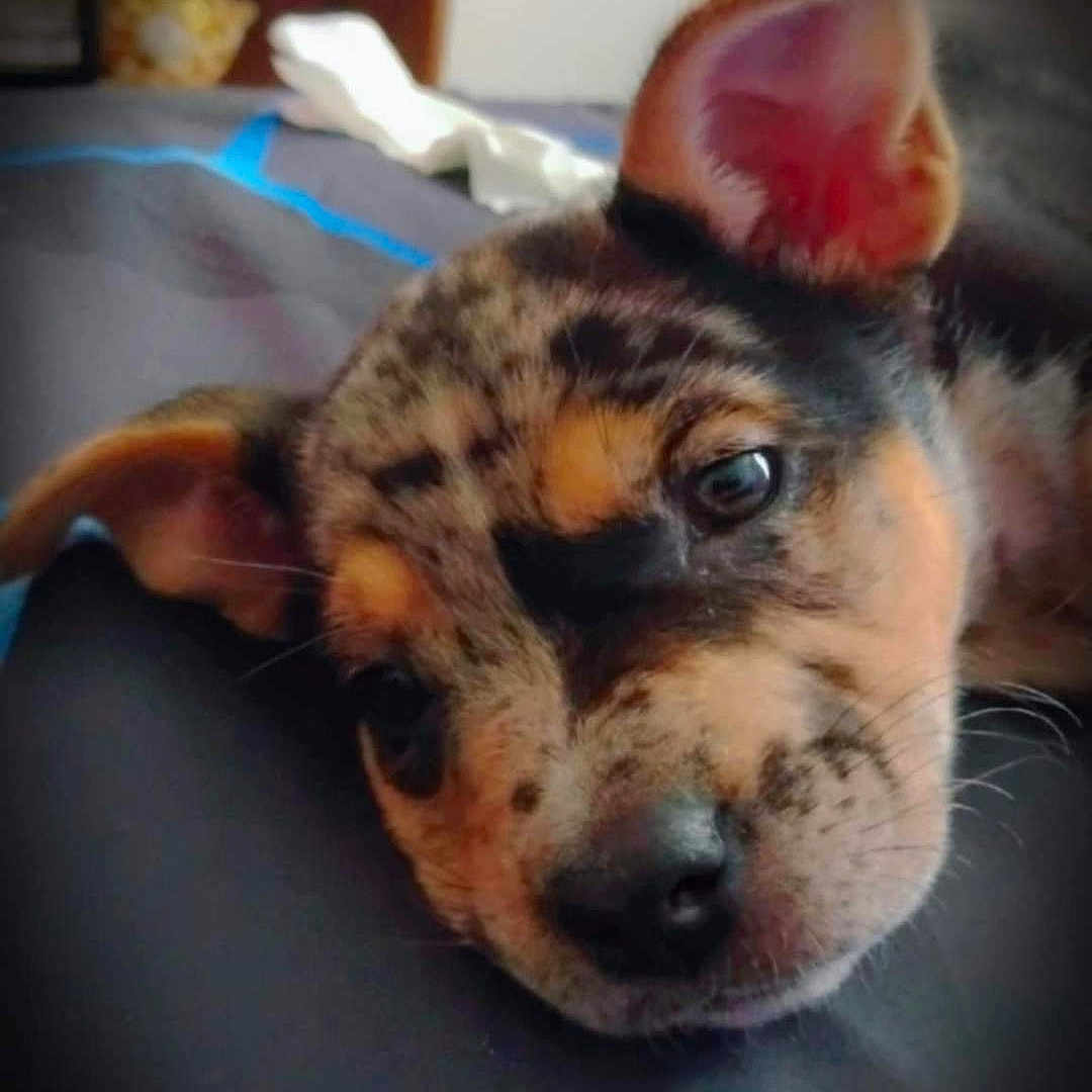Sage Cottle is registered to the contest to win money with this photo: animal, bed, blurred_background, close_up, companion, cozy, cute, dog, ears, face, furry, indoors, lying_down, pet, puppy, resting, sleepy, soft_light, speckled_coat, young