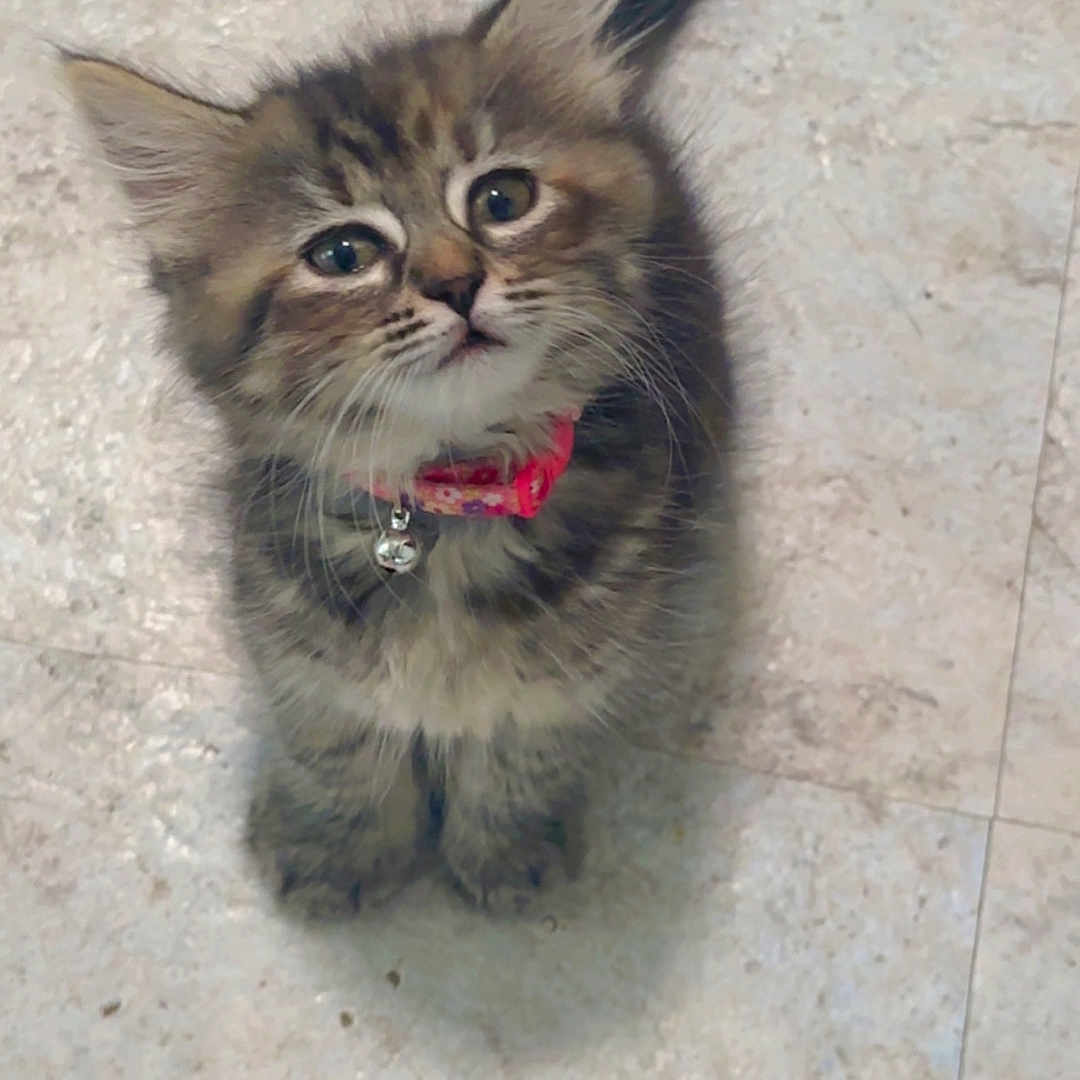 Sad Eyes is registered to the contest to win money with this photo: adorable, animal, bell, cat, collar, curious, cute, domestic, ears, feline, floor, fluffy, indoor, kitten, looking_up, pet, small, tail, whiskers, young