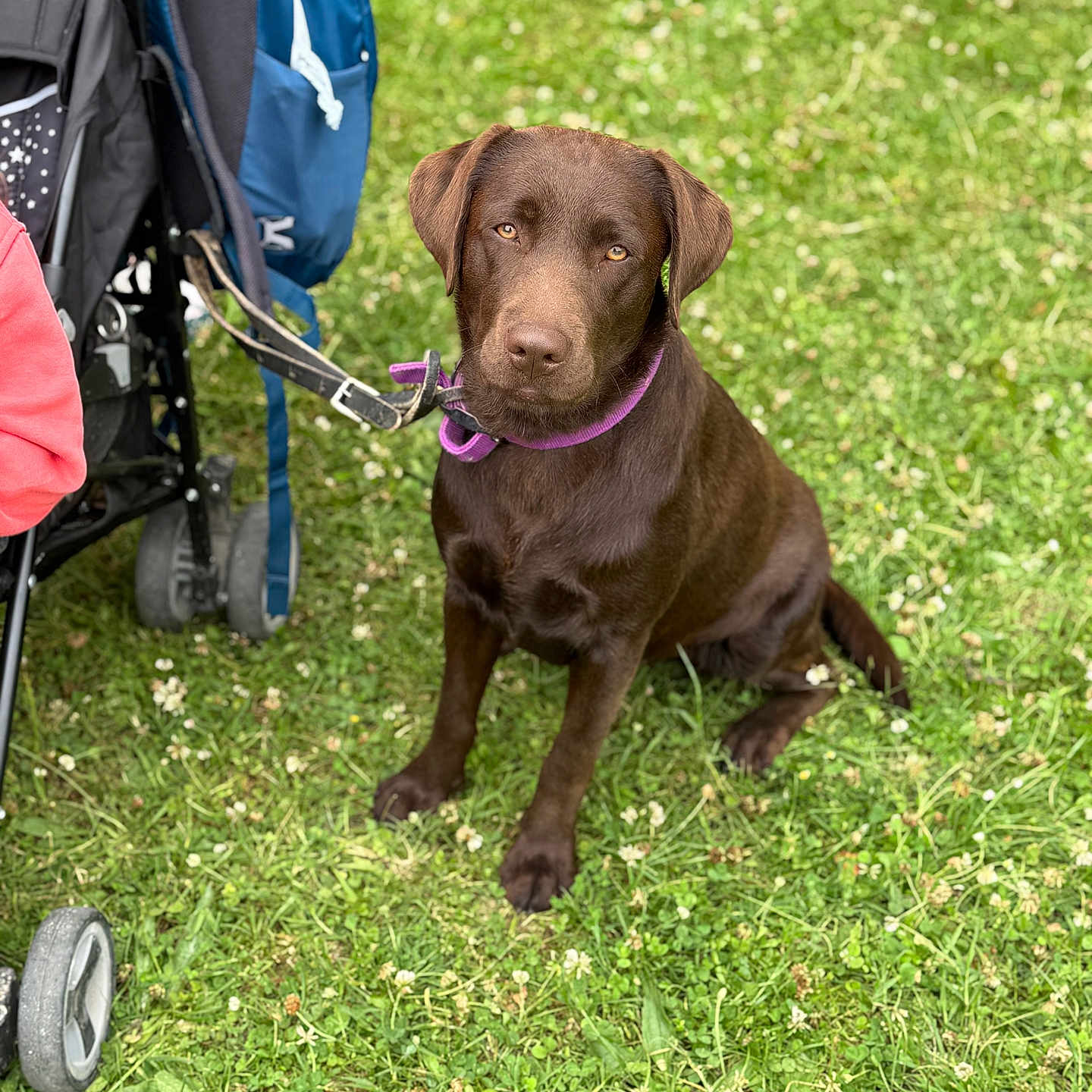 Vicky participe au concours pour gagner de l'argent avec cette photo : animal, backpack, canine, chocolate_labrador, collar, daytime, dog, field, grass, greenery, labrador_retriever, leash, mammal, nature, outdoor, park, pet, sitting, stroller, summer