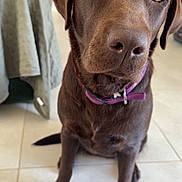 Vicky participe au concours pour gagner de l'argent avec cette photo : dog, labrador, chocolate, pet, indoor, floor, collar, animal, canine, sitting, close_up, looking, brown, fur, tile_floor, home, curious, portrait, domestic, companion